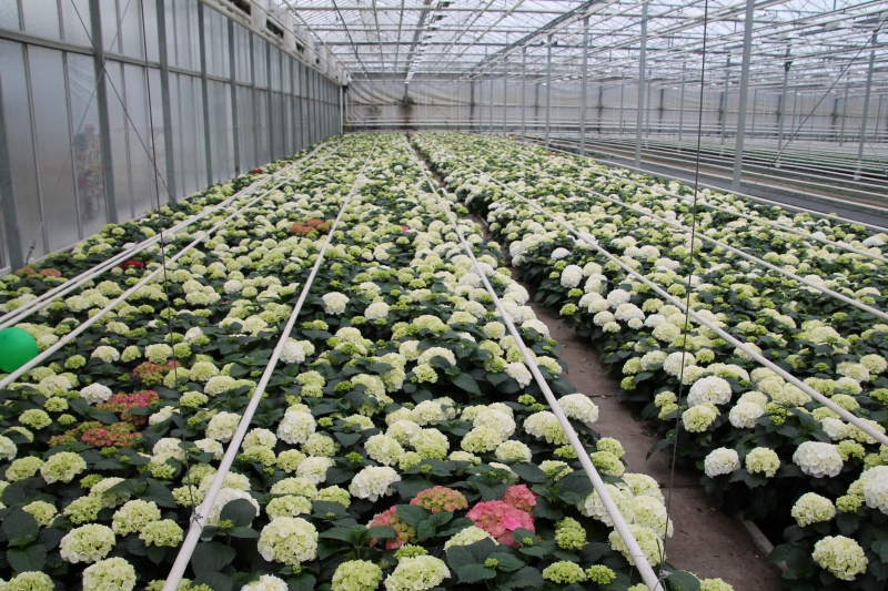 pepiniere-CHATEAUVERT-min_nursery-hydrangea-white-flowers-greenhouse-flower-1609210-pxhere.com